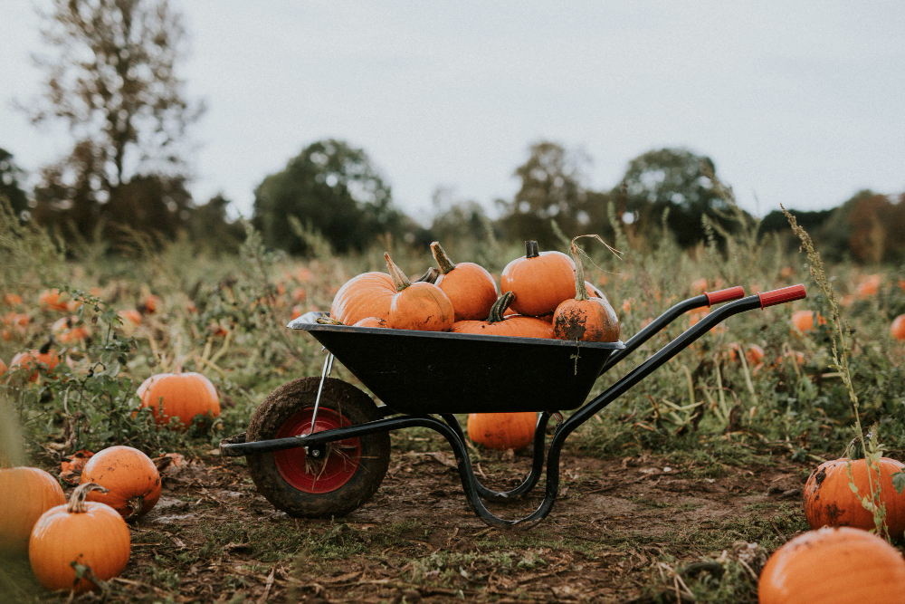 Featured image for “The Best Family-Friendly Fall Festivals Across Central Florida”