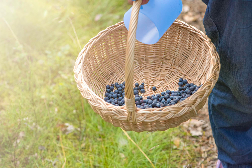 Featured image for “A Guide to the Best U-Pick Farms and Fresh Produce Near Orlando”