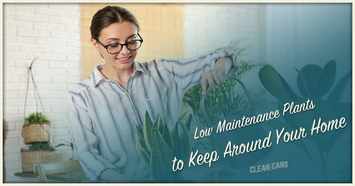 Featured image for “Low Maintenance Plants to Keep Around Your Home”