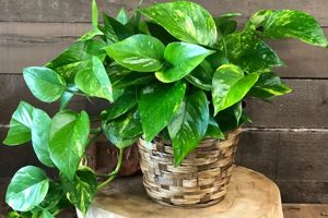 Indoor Plants | Clean Cans Is Your Neighborhood Trash Can Cleaning Service, Serving Residential And Commercial Customers In Central Florida! Sign Up Online Today!