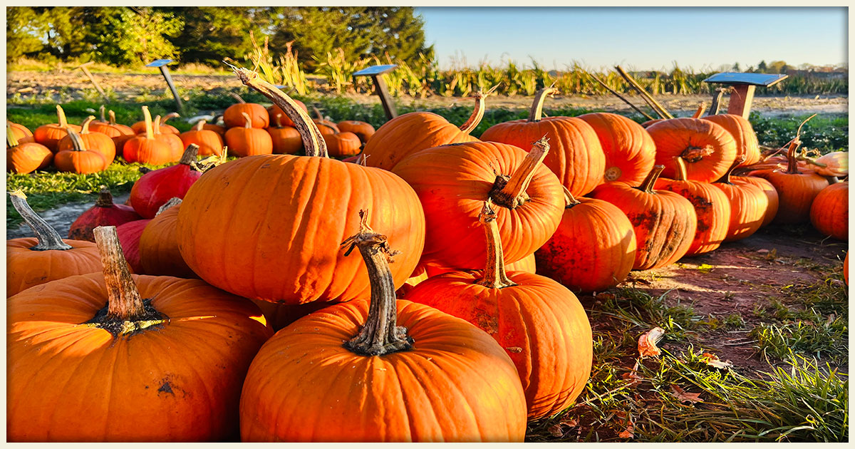 Featured image for “The Best Pumpkin Patches to Visit in Central Florida”
