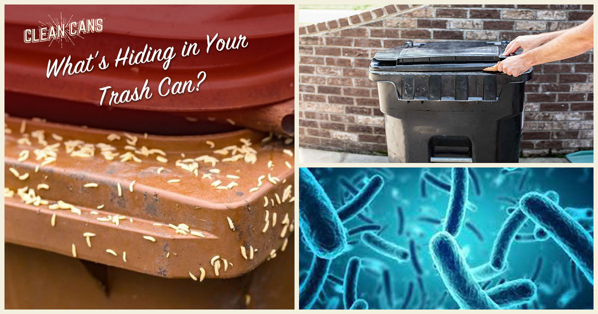 Featured image for “What’s Hiding in Your Trash Can?”