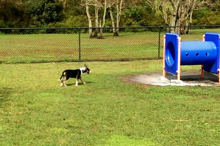 Best Dog Parks in Orlando, FL Clean Cans