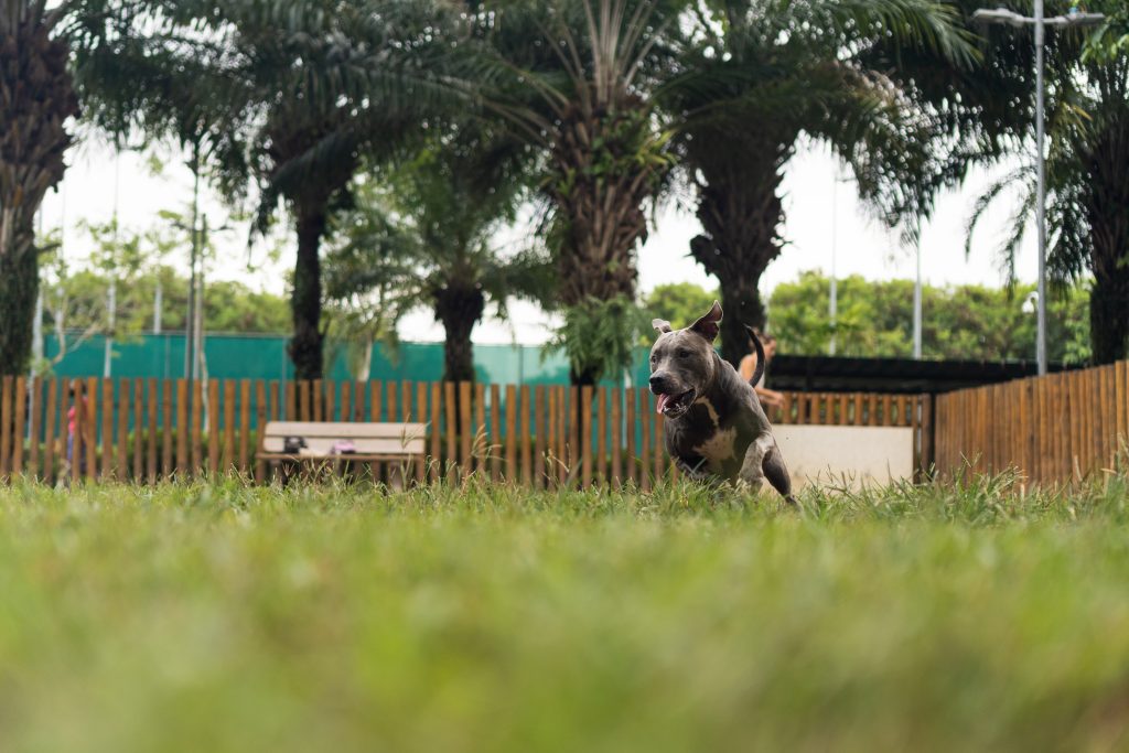 Happy dog playing with a ball in a fresh clean yard