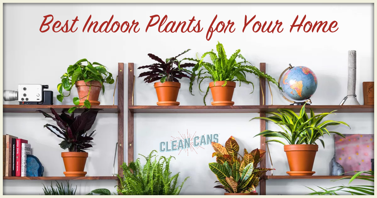Best Indoor Plants for Your Home - Clean Cans