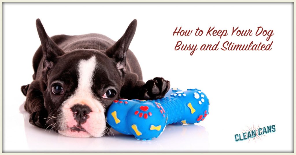 How to Keep Your Dog Busy and Stimulated Clean Cans