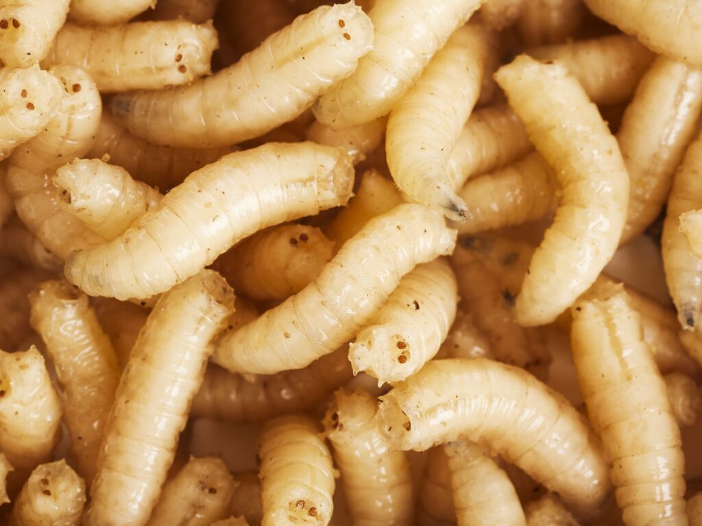 Why Do I Get Maggots in My Garbage Can? - Clean Cans