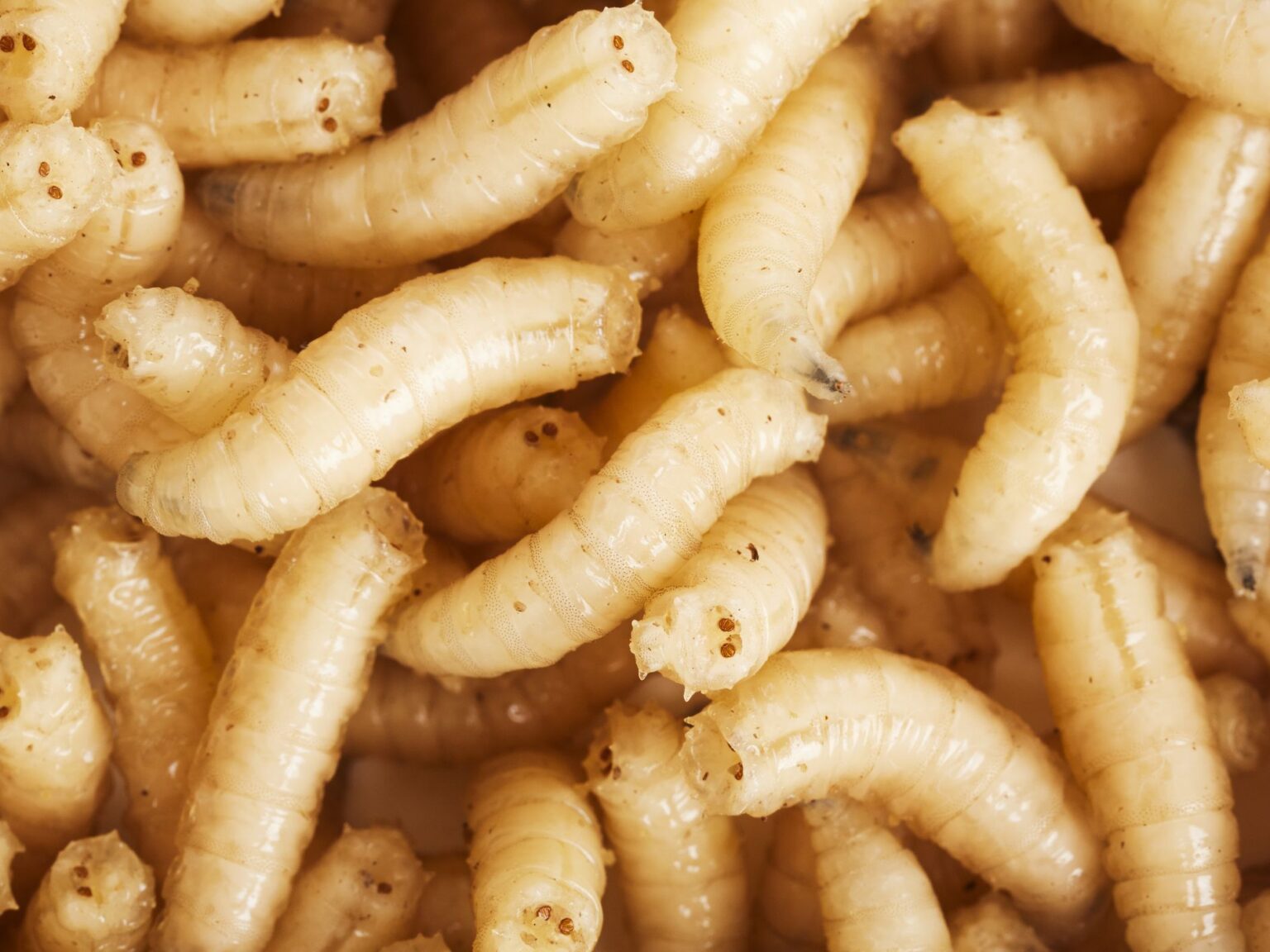 how-to-prevent-fly-larvae