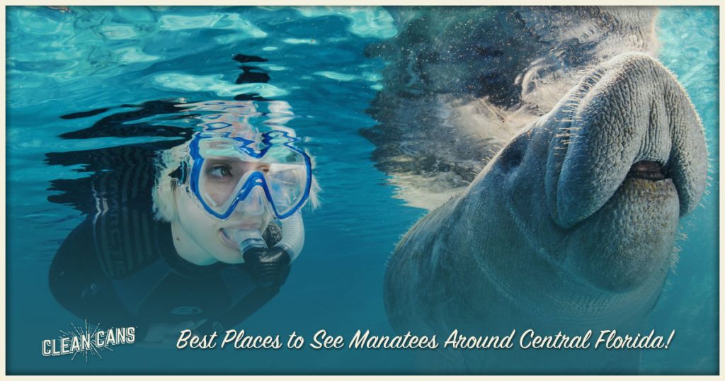 Best Places to See Manatees Around Central Florida - Clean Cans