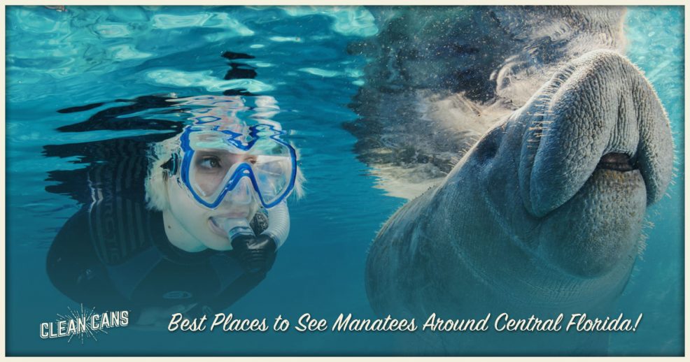 Best Places To See Manatees Around Central Florida | Clean Cans Is Your Neighborhood Trash Can Cleaning Service, Serving Residential And Commercial Customers In Central Florida! Sign Up Online Today!