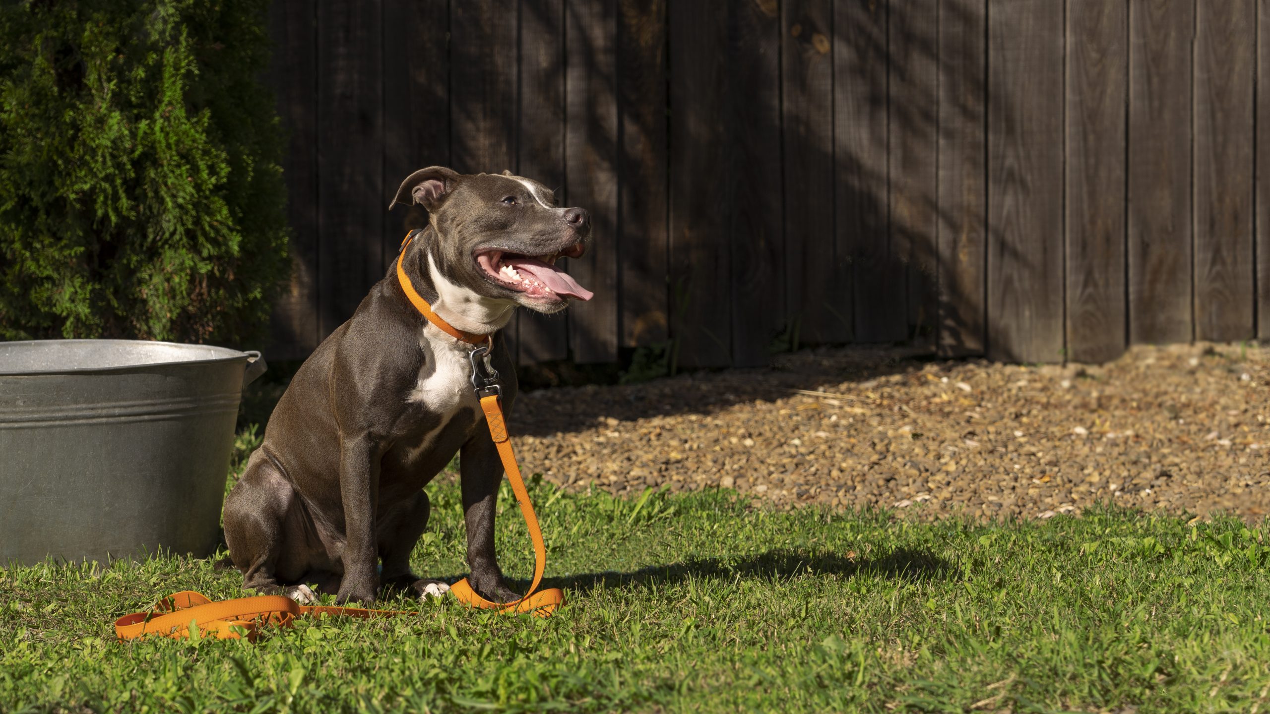 Featured image for “Pet-Friendly Yards, Pet-Friendly Trash Cans: How Central Florida Dog Owners Keep Outdoor Spaces Fresh”